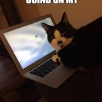 Cat forgot password | GET OUT IM GOING ON MY; PRIVATE STUFF!!!! | image tagged in cat forgot password | made w/ Imgflip meme maker