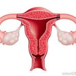 uterus