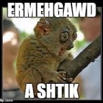 monkey with stick | ERMEHGAWD A SHTIK | image tagged in monkey with stick,memes | made w/ Imgflip meme maker