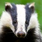 Cute Badger