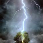 lightning-tree-strike meme