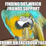 Dismayed Parrot | FINDING OUT WHICH FRIENDS SUPPORT; TRUMP ON FACEBOOK FACE | image tagged in dismayed parrot,trump,parrot,facebook,macaw,dismayed | made w/ Imgflip meme maker