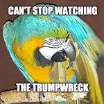 Trumpwreck | CAN'T STOP WATCHING; THE TRUMPWRECK | image tagged in dismayed parrot,parrot,trump,donald trump,dismayed,macaw | made w/ Imgflip meme maker