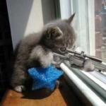 Gun cat  meme
