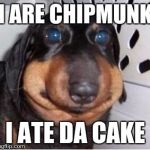 DERP-A-DOG | I ARE CHIPMUNK; I ATE DA CAKE | image tagged in derp-a-dog | made w/ Imgflip meme maker