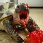 Murder Turtle