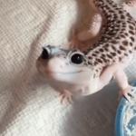 Smiley Gecko