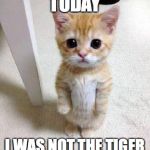 Sad Cat | TODAY; I WAS NOT THE TIGER | image tagged in sad cat | made w/ Imgflip meme maker