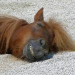 Horse hangover
