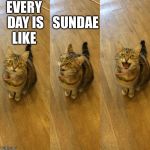 Bad Pun Cat | EVERY DAY IS LIKE; SUNDAE | image tagged in bad pun cat | made w/ Imgflip meme maker