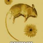 Flowers for Algernon | WHO REMEMBERS; FLOWERS FOR ALGERNON | image tagged in flowers for algernon,memes | made w/ Imgflip meme maker