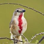 Butcher bird