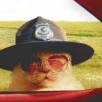 kitteh cop