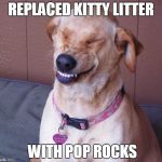 laughing dog | REPLACED KITTY LITTER; WITH POP ROCKS | image tagged in laughing dog | made w/ Imgflip meme maker
