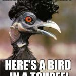 elvis bird | HAVING A BAD DAY? HERE'S A BIRD IN A TOUPEE! | image tagged in elvis bird | made w/ Imgflip meme maker