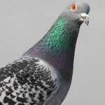 Pigeon