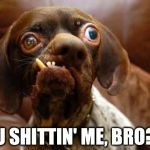 "U Shittin' Me, Bro?" - Ugly Dog | U SHITTIN' ME, BRO? | image tagged in ugly dog | made w/ Imgflip meme maker