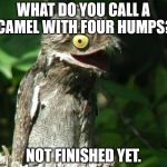 Bad Joke Potoo | WHAT DO YOU CALL A CAMEL WITH FOUR HUMPS? NOT FINISHED YET. | image tagged in bad joke potoo | made w/ Imgflip meme maker