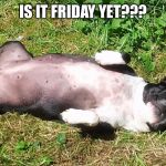 Boston terrier  | IS IT FRIDAY YET??? | image tagged in boston terrier | made w/ Imgflip meme maker