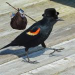 PO'd Blackbird Takes a Hike