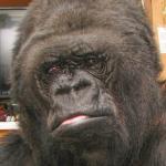 Koko Gorilla