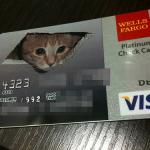 Ceiling Cat Credit Card meme