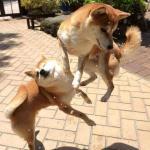 Dog Fight