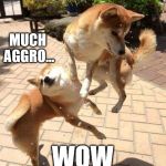 Dog Fight | SO COMBAT... MUCH AGGRO... WOW | image tagged in dog fight | made w/ Imgflip meme maker