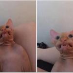 Hairless cat