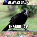 Bad Pun Crow Crying | WHAT BIRD IS ALWAYS SAD? THE BLUE JAY! | image tagged in bad pun crow crying,funny meme,blue jays,sad,joke | made w/ Imgflip meme maker