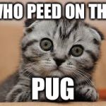 Whaa cat | WHO PEED ON THE; PUG | image tagged in whaa cat | made w/ Imgflip meme maker