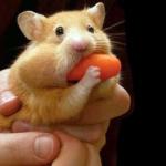 hamster