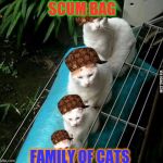 size cats | SCUM BAG; FAMILY OF CATS | image tagged in size cats,scumbag | made w/ Imgflip meme maker