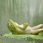 ChillinFrog | SUP | image tagged in chillinfrog | made w/ Imgflip meme maker