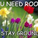 Roots | YOU NEED ROOTS; TO STAY GROUNDED | image tagged in flowers | made w/ Imgflip meme maker