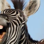 laughing zebra