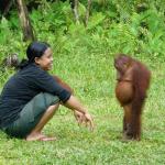 Guilty Orangutan