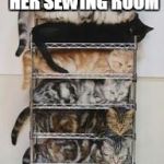 cats | SHE ORGANIZED HER SEWING ROOM; WENT TOO FAR | image tagged in cats | made w/ Imgflip meme maker