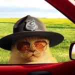 Cat Cop