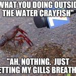crayfish | "WHAT YOU DOING OUTSIDE THE WATER CRAYFISH"; "AH, NOTHING. 
JUST LETTING MY GILLS BREATHE" | image tagged in crayfish | made w/ Imgflip meme maker