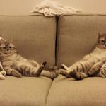 Cats on sofa