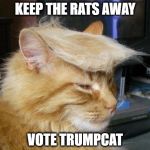 Vote Trump Cat | KEEP THE RATS AWAY; VOTE TRUMPCAT | image tagged in vote trump cat | made w/ Imgflip meme maker