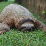 narcolepsy sloth