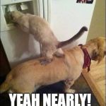 Smart animals | GOT IT YET? YEAH NEARLY! | image tagged in smart animals | made w/ Imgflip meme maker