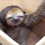 sloth you box