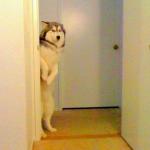 Husky peeking in doorway  meme