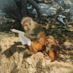 monkey reading a paper