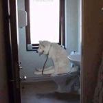 Poopin Doggy