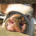brownnose