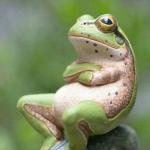 Frog thinking 